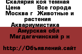 Скалярия коя темная › Цена ­ 50 - Все города, Москва г. Животные и растения » Аквариумистика   . Амурская обл.,Магдагачинский р-н